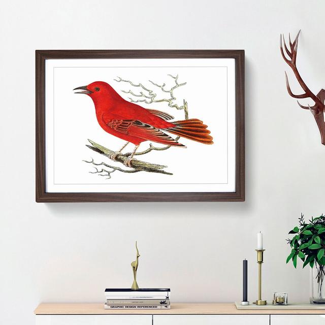 Mississippi Tanager Bird by George Shaw - Picture Frame Art Print East Urban Home Frame Option: Walnut Framed, Size: 27cm H x 36cm W x 2cm D on Productcaster.