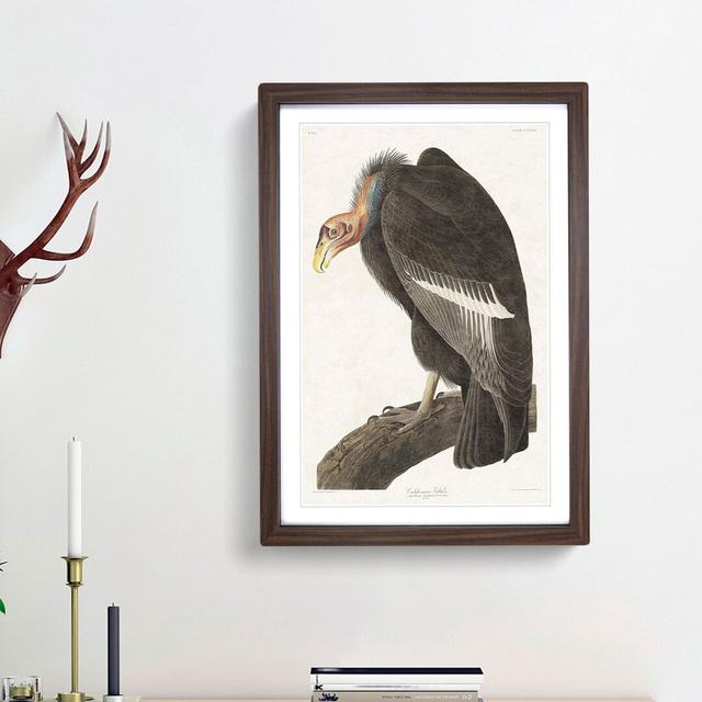 Californian Vulture by John Audubon - Picture Frame Painting Print East Urban Home Frame Option: Walnut Framed, Size: 48cm H x 36cm W x 2cm D on Productcaster.