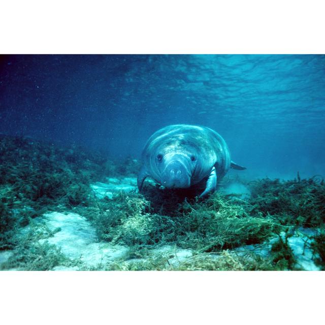 Florida Manatee 68 by Stammphoto - Wrapped Canvas Print Longshore Tides Size: 81cm H x 122cm W on Productcaster.