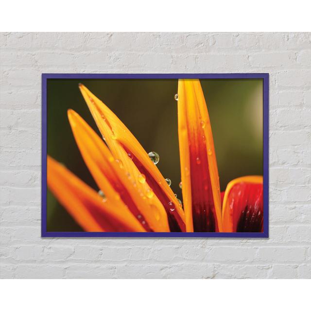 Water Droplets On A Yellow Flower Framed Print Brayden Studio Size: 59.7cm H x 84.1cm W x 2cm D, Format: Orange Framed Paper on Productcaster.