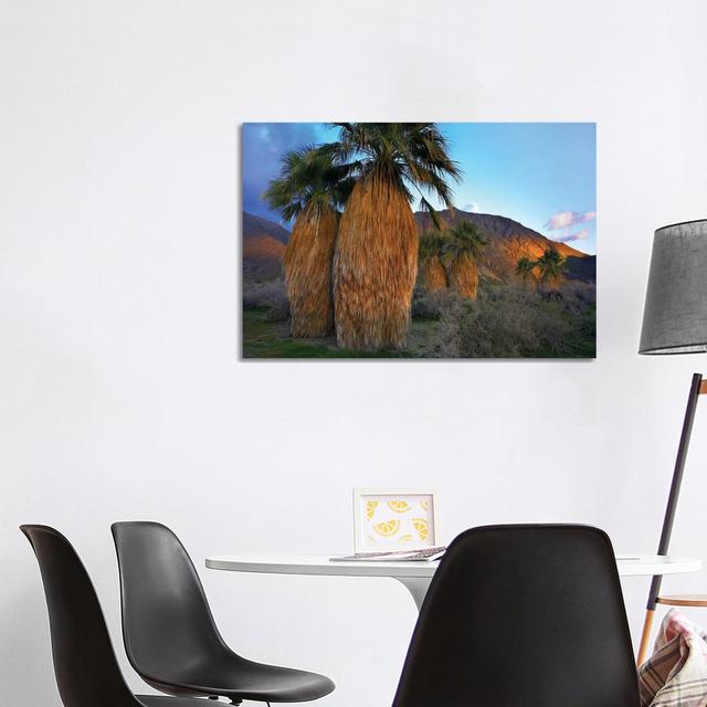 Real Fan Palm, Anza-Borrego Desert, California by Tim Fitzharris - Wrapped Canvas Photograph Natur Pur Size: 66.04cm H x 101.6cm W x 1.905cm D on Productcaster.