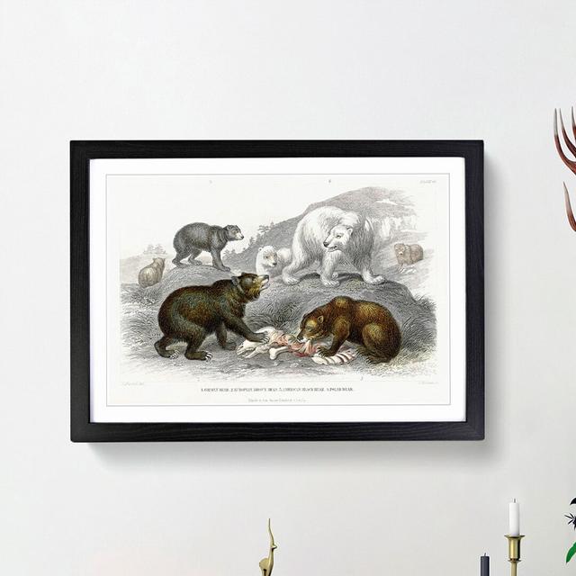 Polar, Grizzly and Bears by Oliver Goldsmith - Picture Frame Painting Print East Urban Home Size: 48cm H x 65cm W x 2cm D, Frame Option: Black Framed on Productcaster.