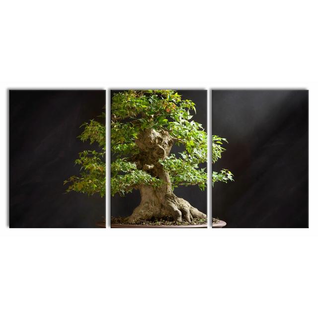 3-tlg. Leinwandbilder-Set Small Bonsai Tree East Urban Home Größe: 210 cm H x 100 cm B x 2,4 cm T on Productcaster.