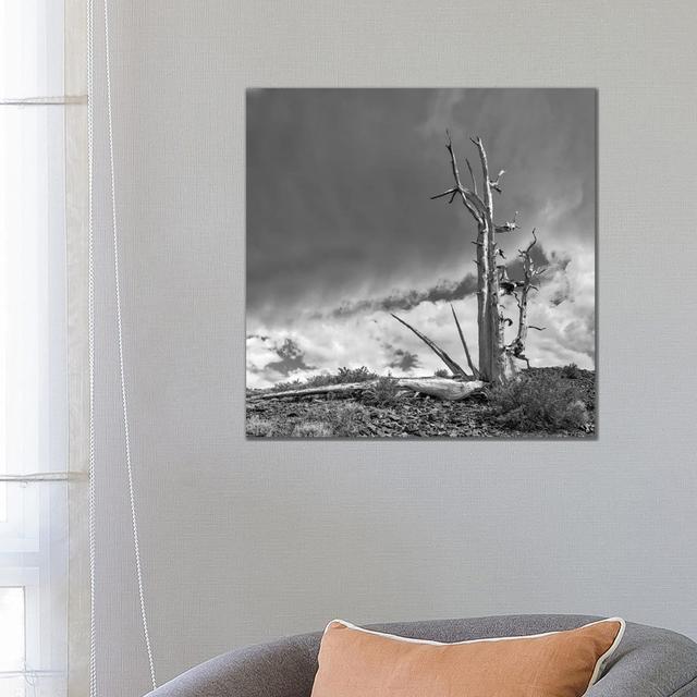 Usa, Eastern Sierra, White Mountains, Bristlecone Pines by John Ford - Wrapped Canvas Gallery-Wrapped Canvas Giclée Union Rustic Size: 66.04cm H x 66. on Productcaster.