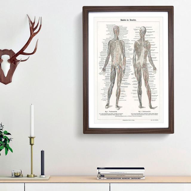 Human Anatomy in German - Picture Frame Drawing Print East Urban Home Size: 48cm H x 36cm W x 2cm D, Frame Option: Walnut Framed on Productcaster.