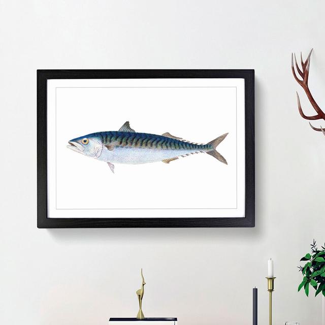 Mackerel Fish by Edward Donovan - Picture Frame Painting Print East Urban Home Size: 48cm H x 65cm W x 2cm D, Frame Option: Black Framed on Productcaster.