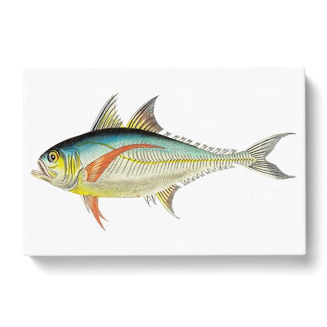 Rottlerian Mackerel Fish by George Shaw - Wrapped Canvas Painting Print East Urban Home Size: 35cm H x 50cm W x 3cm D on Productcaster.