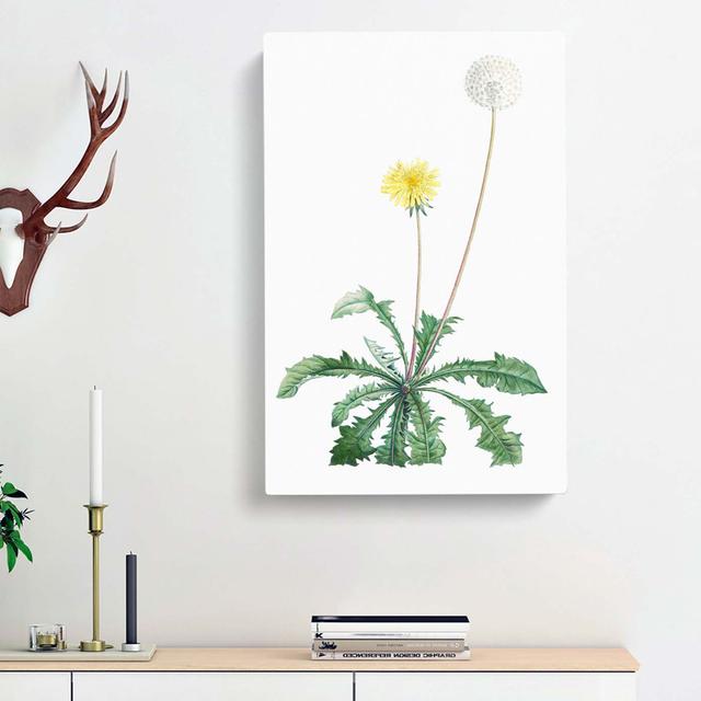 Blooming Dandelion by Pierre-Joseph Redoute - Wrapped Canvas Painting Print East Urban Home Size: 60cm H x 40cm W x 3cm D on Productcaster.