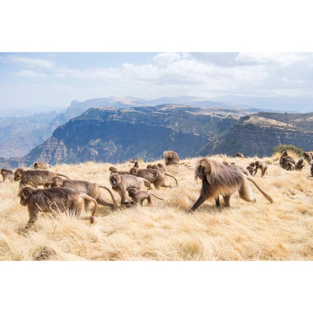 Baboons Semien Mountains National Park by Bente Marei Stachowske - Wrapped Canvas Photograph Ebern Designs Size: 51cm H x 76cm W on Productcaster.