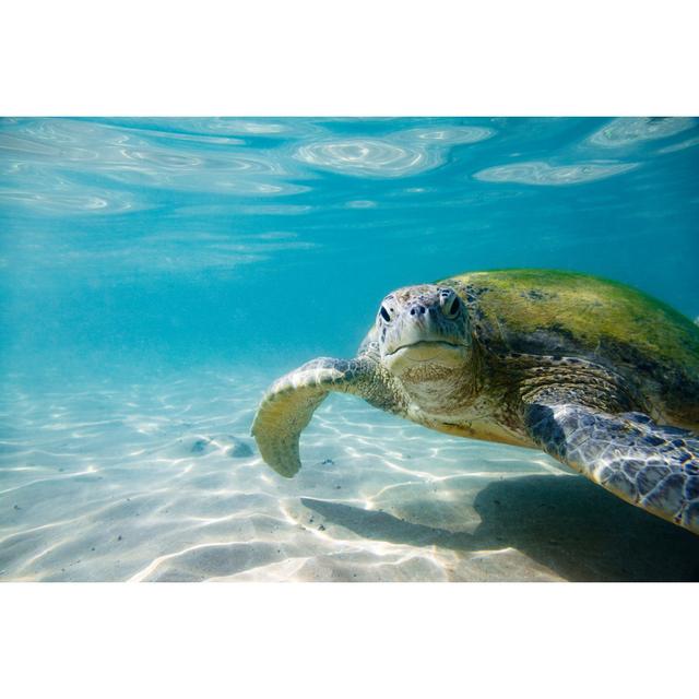 The Green Sea Turtle by Andrey Danilovich - Wrapped Canvas Print 17 Stories Size: 20cm H x 30cm W on Productcaster.