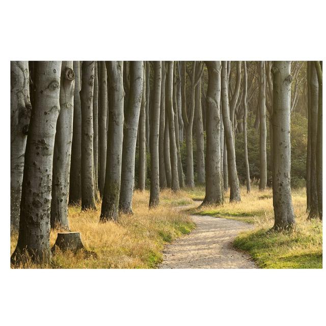 Forest Pathway Semi-Gloss Wallpaper Roll East Urban Home Material quality: Standard (110g/m²), Size: 3.36m x 225cm on Productcaster.