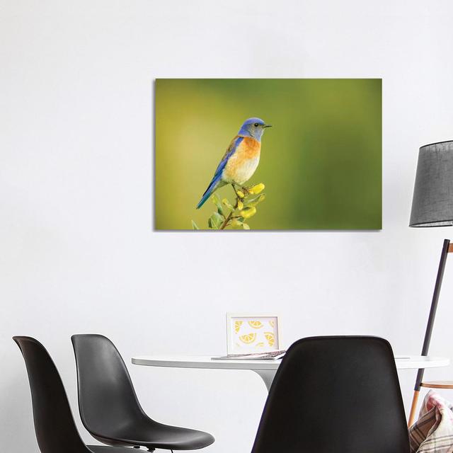 Male Western Bluebird Sitting on The by Janet Horton - Wrapped Canvas Art Prints Latitude Run Size: 66.04cm H x 101.6cm W on Productcaster.