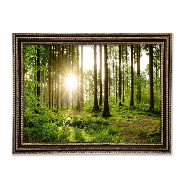 Leinwandbild Sunshine in the Woodlands Union Rustic Format: Poster mit schwarzem Rahmen, Größe: 59,7 cm H x 84,1 cm B x 3 cm T on Productcaster.