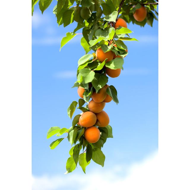 Apricots Fruit by Meggj - Wrapped Canvas Photograph 17 Stories Size: 91cm H x 61cm W on Productcaster.