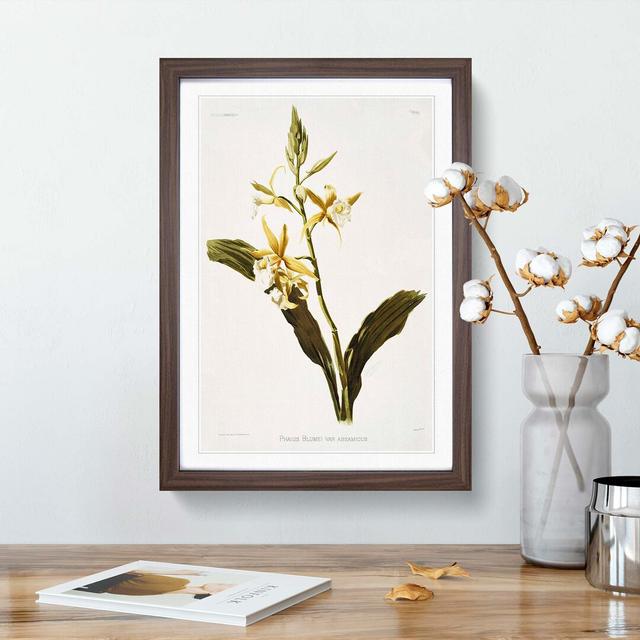 Magnolia Flowers Illustration Tab. 69 by Frederick Sander - Picture Frame Painting Print East Urban Home Frame Option: Walnut, Size: 50cm H x 35cm W x on Productcaster.