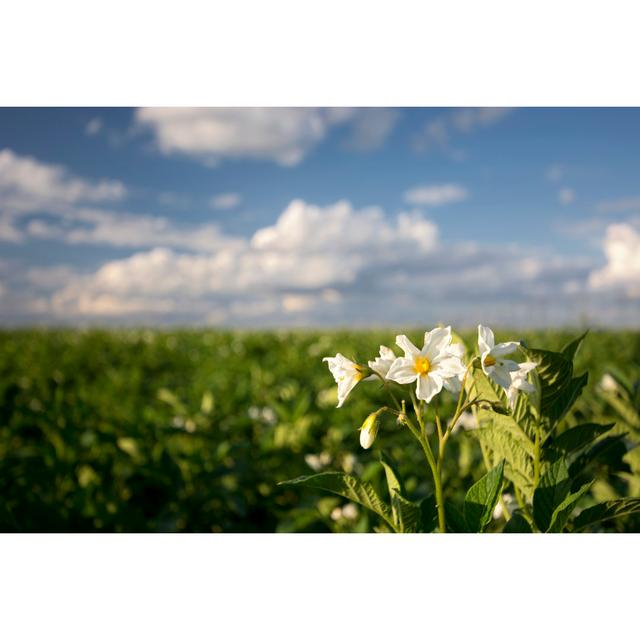 Carles Potato Blossom, Midwest, USA - Wrapped Canvas Print Latitude Run Size: 81cm H x 122cm W x 3.8cm D on Productcaster.