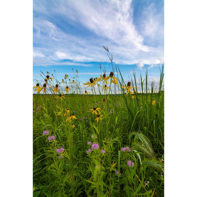 Blooming Yellow Pinnate Prairie Coneflowers Ebern Designs Size: 76cm H x 51cm W x 3.8cm D on Productcaster.