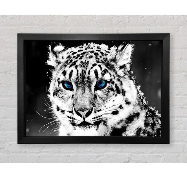 Schnee Blau Auge Leopard - Druck Bright Star Größe: 100,1 cm H x 141,4 cm B x 3,4 cm T on Productcaster.