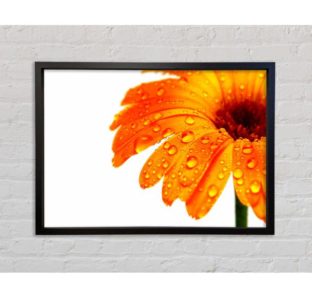 Stunning Fire Glow Petals - Single Picture Frame Print Ebern Designs Format: Black Framed Canvas, Size: 84.1cm H x 118.9cm W x 3.3cm D on Productcaster.