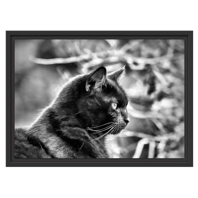 Gerahmtes Wandbild schwarze Katze East Urban Home Größe: 40 cm H x 55 cm B on Productcaster.