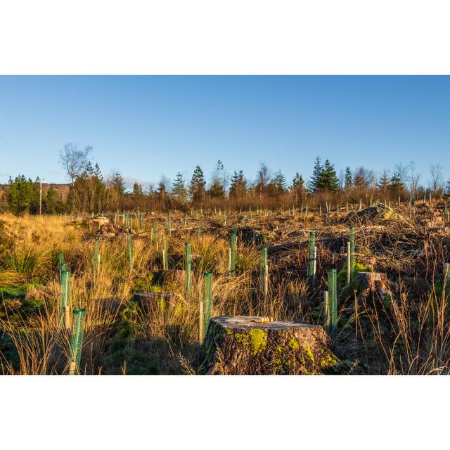 Coniferous Forest by Jozef Durok - Wrapped Canvas Photograph Marlow Home Co. Size: 20cm H x 30cm W on Productcaster.