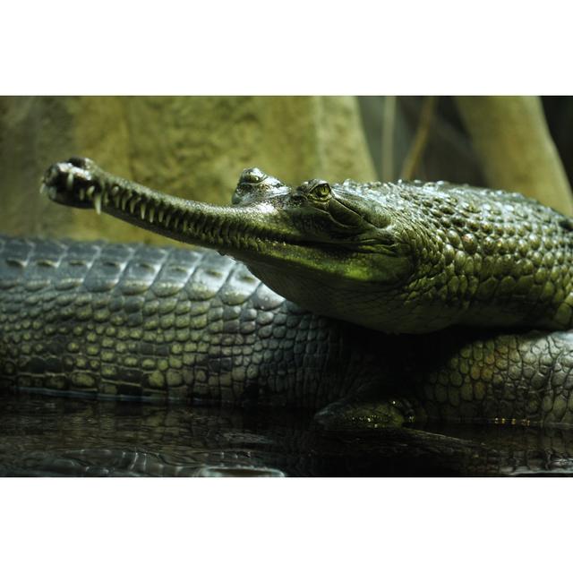 Closeup of Gharial by Wrangel - Wrapped Canvas Photograph 17 Stories Size: 30cm H x 46cm W on Productcaster.