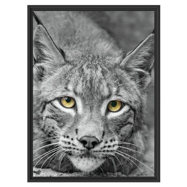 Gerahmtes Wandbild schöner wachsamer Luchs East Urban Home Größe: 80 cm H x 60 cm B on Productcaster.