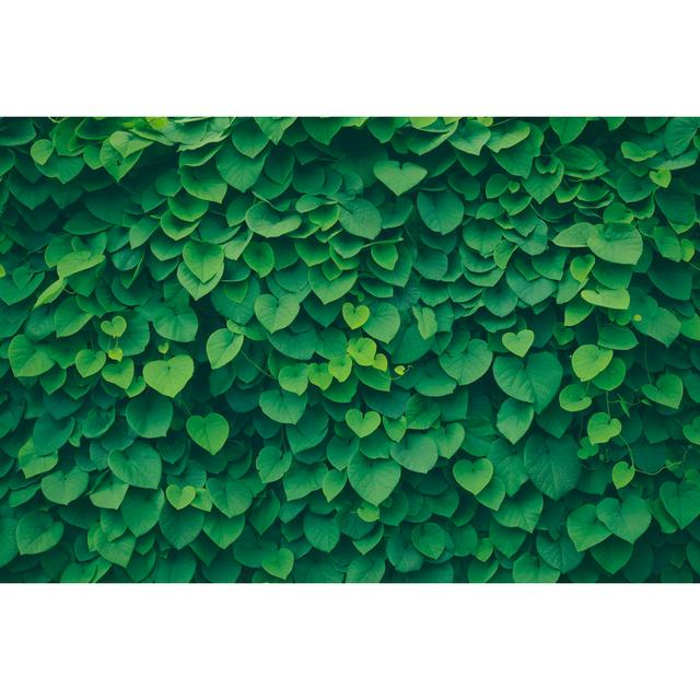 Leafy Green Background by Marcus Lindstrom - No Frame Print on Canvas 17 Stories Size: 81cm H x 122cm W on Productcaster.