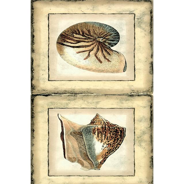 Mini Rustic Shell Panel II - Wrapped Canvas Art Prints Highland Dunes Size: 30cm H x 20cm W x 3.8cm D on Productcaster.