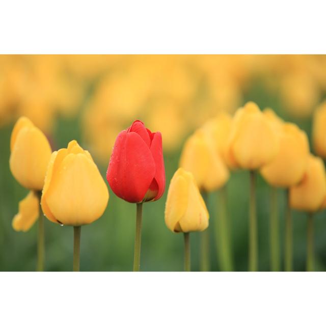 Leighanne Tulip Close-Up by Funsand - Wrapped Canvas Photograph 17 Stories Size: 30cm H x 46cm W x 3.8cm D on Productcaster.