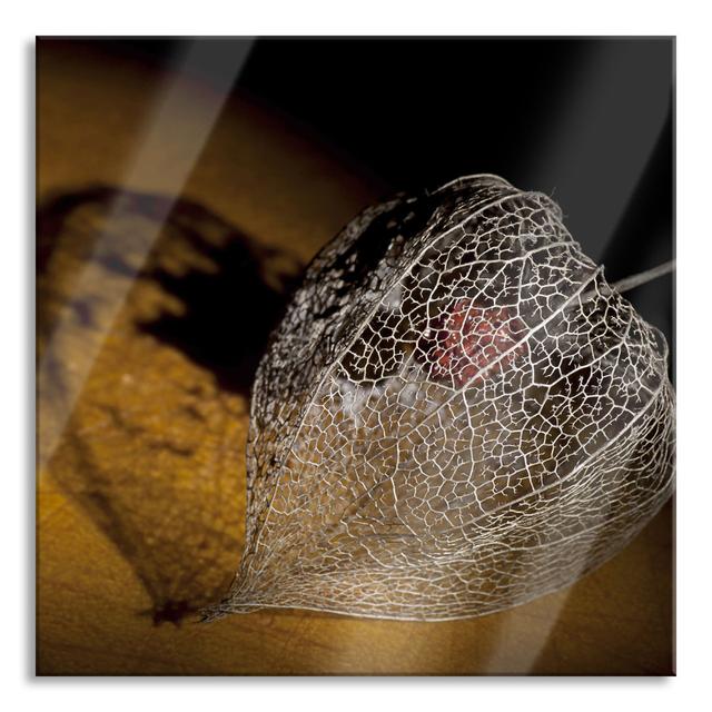 Shadow Of A Physalis - No Frame Print on Glass Brayden Studio Size: 60cm H x 60cm W x 0.4cm D on Productcaster.