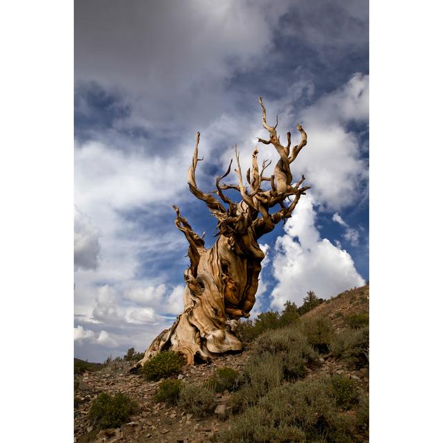 Ancient Bristlecone Pine Tree by Hlsnow - Wrapped Canvas Photograph Natur Pur Size: 122cm H x 81cm W x 3.8cm D on Productcaster.