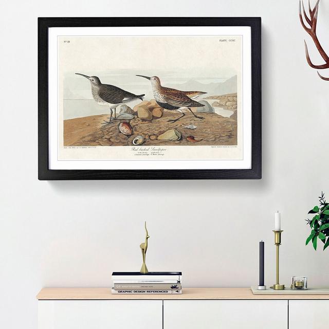 Red-Backed Sandpiper by John James Audubon - Picture Frame Painting Print East Urban Home Frame Option: Black Framed, Size: 27cm H x 36cm W x 2cm D on Productcaster.