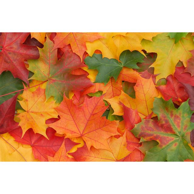 Maple Leaf Background by Kongxinzhu - Wrapped Canvas Print Latitude Run Size: 30 cm H x 46 cm W on Productcaster.