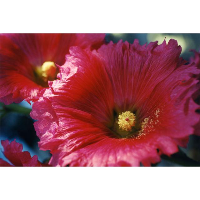 Hollyhock by Meg McComb - Wrapped Canvas Painting Pergo Classics Size: 30cm H x 46cm W x 3.8cm D on Productcaster.