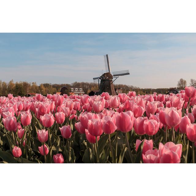 Ankenbaer Tulip Field - Wrapped Canvas Print Latitude Run Size: 20cm H x 30cm W x 3.8cm D on Productcaster.