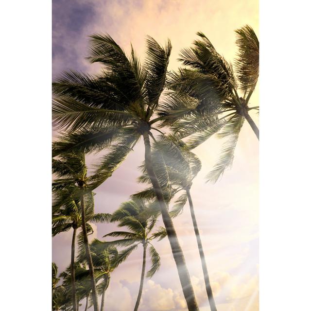 Windy Storm And Waving Palm Trees by Imagedepotpro - Wrapped Canvas Art Prints Wall Art Production Network Size: 46cm H x 30cm W x 3.8cm D on Productcaster.