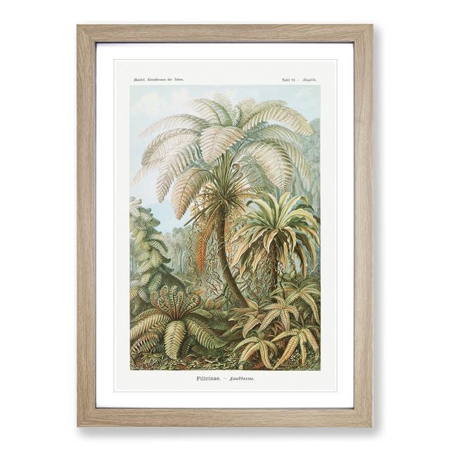 Ferns Vol.1 by Ernst Haeckel - Picture Frame Painting East Urban Home Size: 48cm H x 36cm W x 2cm D, Frame Option: Oak Framed on Productcaster.