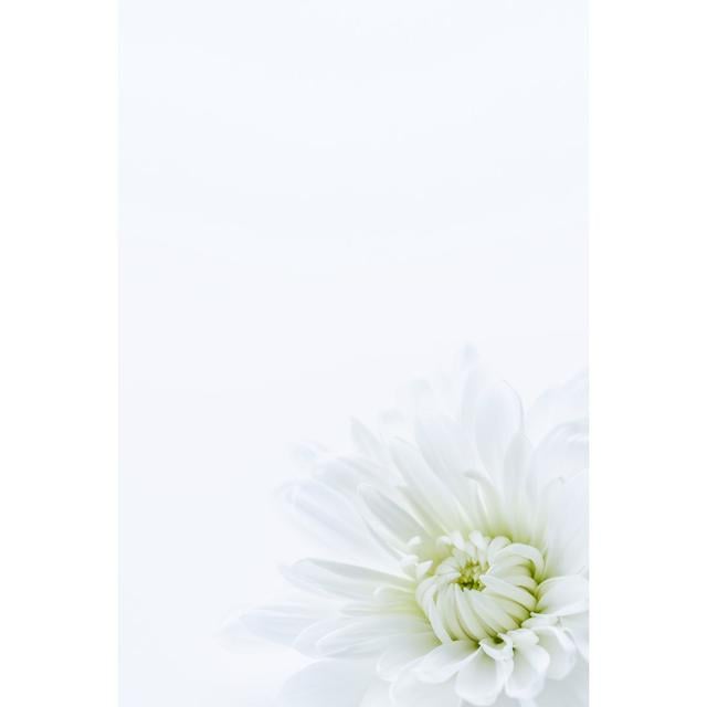 White Chrysanthemum - Wrapped Canvas Photograph 17 Stories Size: 76cm H x 51cm W on Productcaster.