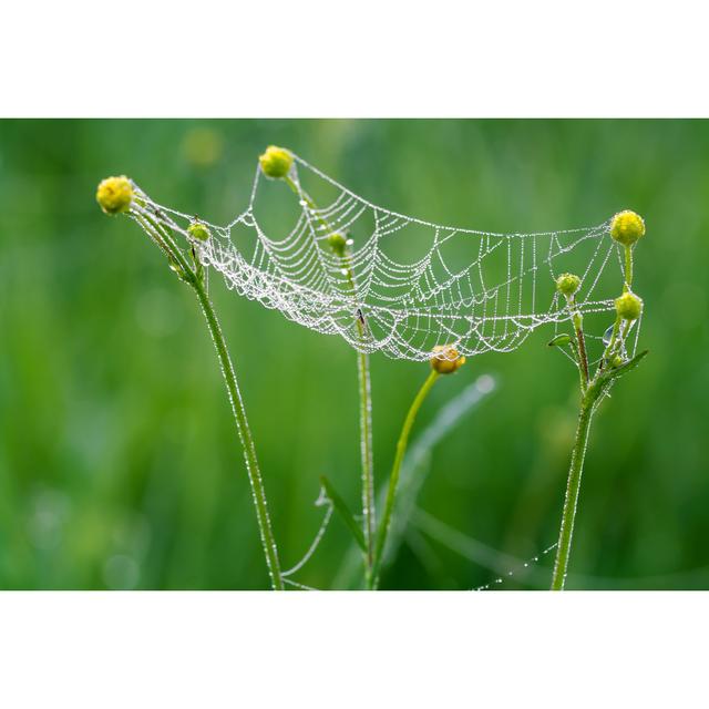 Web with Drops of Dew by Yanikap - Wrapped Canvas Photograph 17 Stories Size: 61cm H x 91cm W on Productcaster.