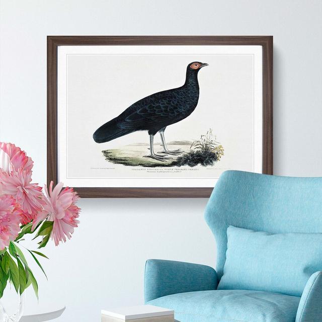 Pheasant by John Edward Gray - Picture Frame Painting Print East Urban Home Frame Option: Walnut Framed, Size: 36cm H x 48cm W x 2cm D on Productcaster.