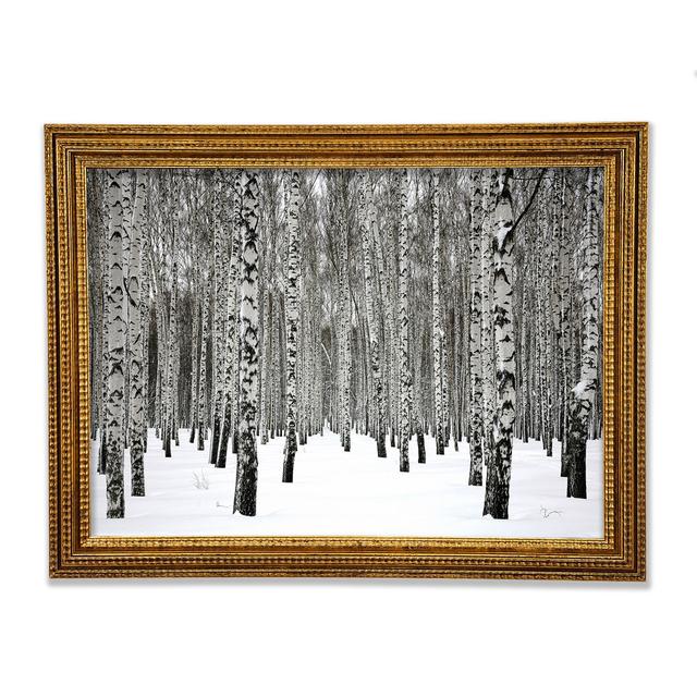 Silver Birch Trees In The Snow - Print Union Rustic Size: 42" H x 59.7" W x 3" D on Productcaster.