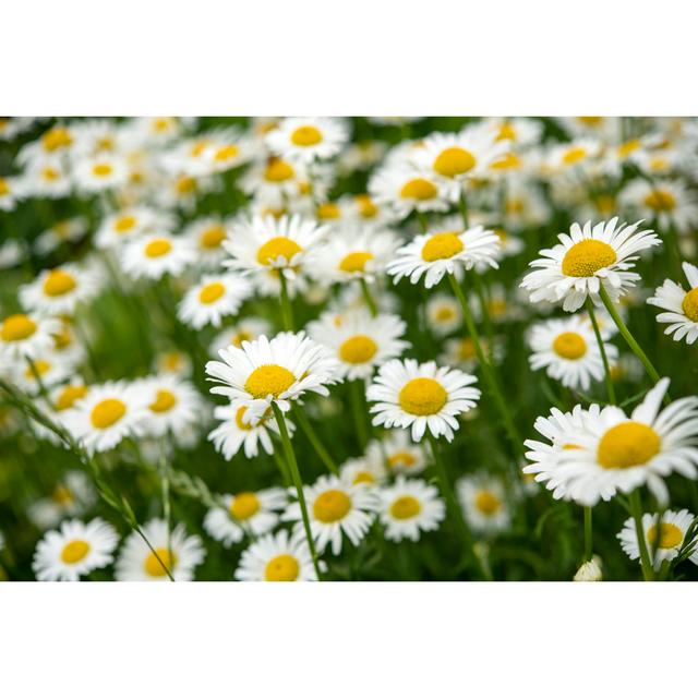 Daisy by Aimintang - No Frame Print on Canvas 17 Stories Size: 61cm H x 91cm W on Productcaster.