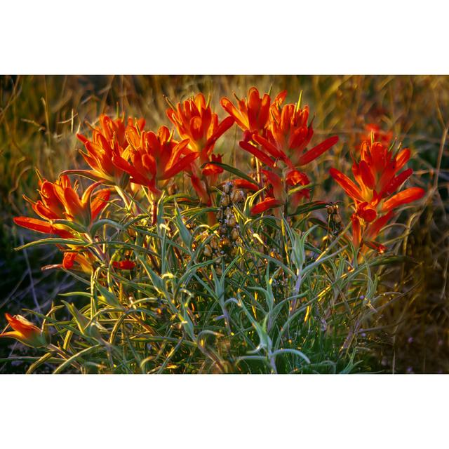 Red Wildflower Blooms by Amygdala_imagery - No Frame Print on Canvas 17 Stories Size: 20cm H x 30cm W on Productcaster.