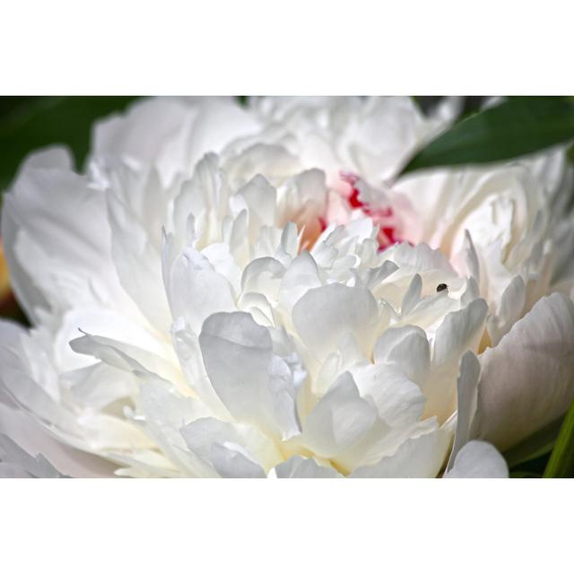 Peony by Dmitry_7 - No Frame Print on Canvas ClassicLiving Size: 20cm H x 30cm W on Productcaster.