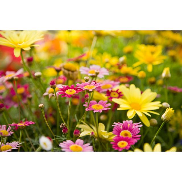 Colourful Daisies, Focus On Madeira Deep Rose Marguerite Daisy by Kali9 - Print 17 Stories Size: 81cm H x 122cm W on Productcaster.