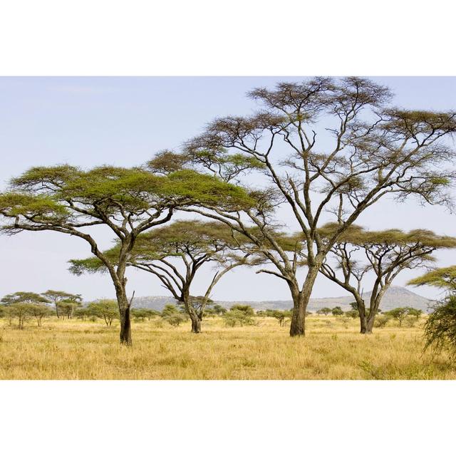 Acacia Trees On The Serengeti Plains by ChrisCrafter - Drucken Marlow Home Co. Größe: 80 cm H x 120 cm B on Productcaster.