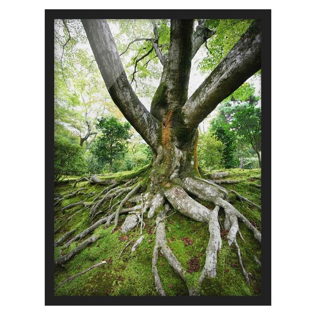 Old Tree - Picture Frame Graphic Art Union Rustic Size: 100cm H x 70cm W x 2cm D, Frame Option: Black Framed on Productcaster.