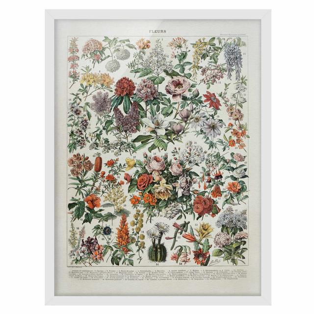 Vintage Educational Board Flowers V - Picture Frame Graphic Art Rosalind Wheeler Size: 100cm H x 70cm W x 2cm D, Frame Option: White on Productcaster.