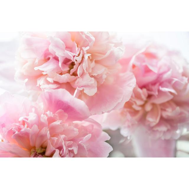 Peonies by Birgitkorber - Wrapped Canvas Photograph 17 Stories Size: 51cm H x 76cm W on Productcaster.